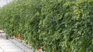 Hedef yılda 1250 ton domates üretimi